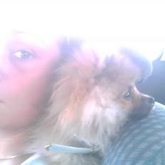 Pomeranian Cobillias Chico