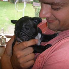 Fransk bulldog Diego