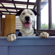 Blanding af racer Tico