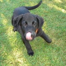 Blanding af racer Freja