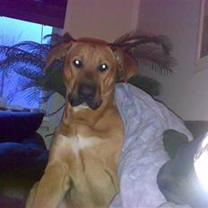 Blanding af racer Rico