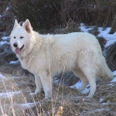 Hvid schæfer Anakin Prince Of Denmark 