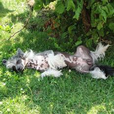 Chinese crested hårløs Mexi Pascal-Liv