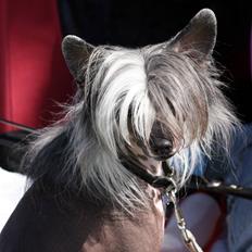 Chinese crested hårløs Mexi Pascal-Liv