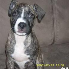Amerikansk staffordshire terrier Zika