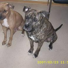 Amerikansk staffordshire terrier Zika