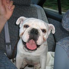 Blanding af racer (engelsk bulldog) Molly