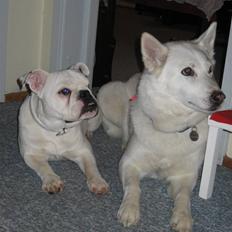 Blanding af racer (engelsk bulldog) Molly
