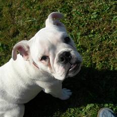 Blanding af racer (engelsk bulldog) Molly