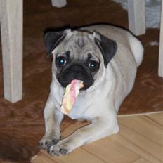 Mops Pearlina