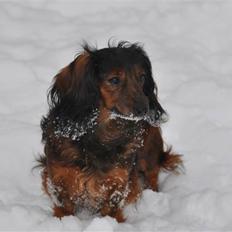 Dværggravhund freja R.I.P 12/2 2011