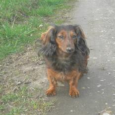 Dværggravhund freja R.I.P 12/2 2011