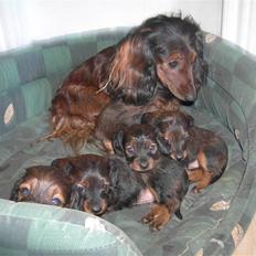 Dværggravhund freja R.I.P 12/2 2011