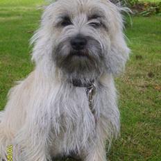 Cairn terrier Lucky
