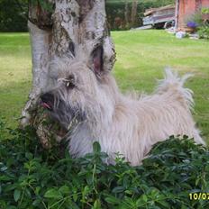 Cairn terrier Lucky