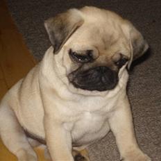 Mops     *Prins Mopse*