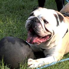 Engelsk bulldog biffi