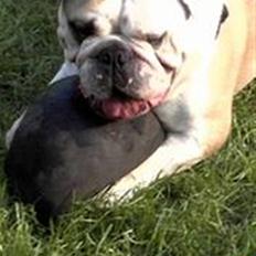 Engelsk bulldog biffi