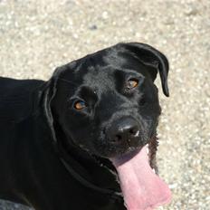 Labrador retriever Luna