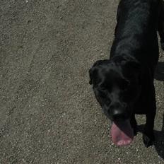 Labrador retriever Luna