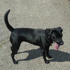 Labrador retriever Luna