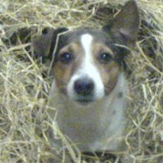 Jack russell terrier Jack D R.I.P