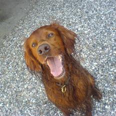 Irsk setter Skovlykkes Frej