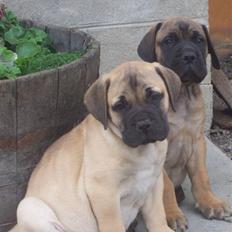 Bullmastiff Charlie(Chandler Bing )