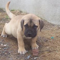 Bullmastiff Charlie(Chandler Bing )