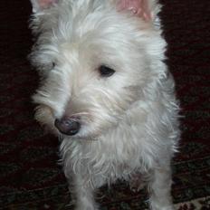 West highland white terrier Nala
