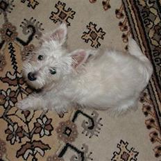West highland white terrier Nala