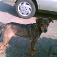 Blanding af racer Vaks