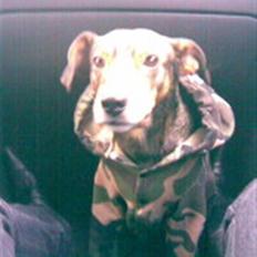 Blanding af racer Vaks