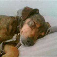 Blanding af racer Vaks