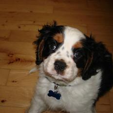 Cavalier king charles spaniel fønix