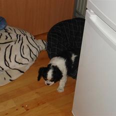 Cavalier king charles spaniel fønix