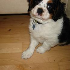 Cavalier king charles spaniel fønix