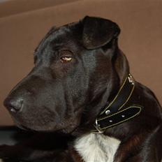 Blanding af racer Buddy