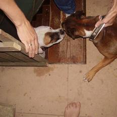 Blanding af racer ally (hos min veninde) *R.I.P*