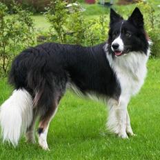 Border collie Tjamp