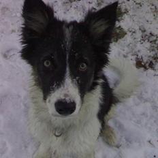 Border collie Tjamp