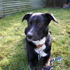 Blanding af racer futte