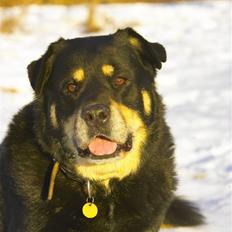 Blanding af racer Balou R*I*P