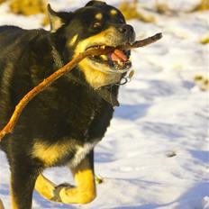 Blanding af racer Balou R*I*P