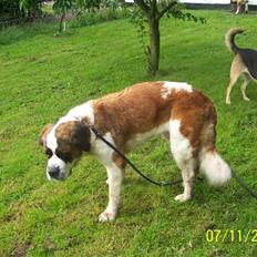 Sankt bernhardshund Lærke