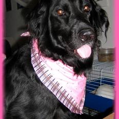 Labrador retriever Stella