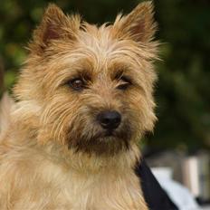 Cairn terrier 'Tjapse'