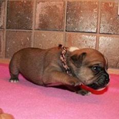 Blanding af racer     Laura Mops/Terrier (død)