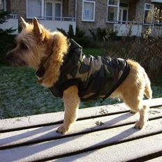 Cairn terrier 'Tjapse'