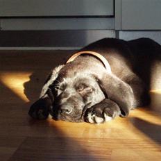 Broholmer Loddenhøj Hjalte